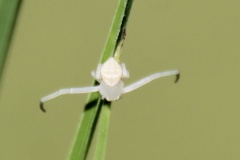 Zygometis xanthogaster