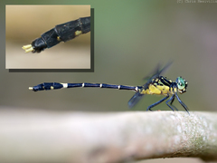 Austrogomphus prasinus