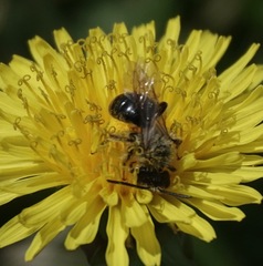 Andrena dunningi