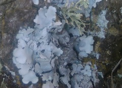 Parmelina