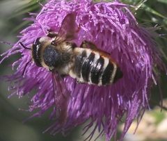 Megachile albisecta