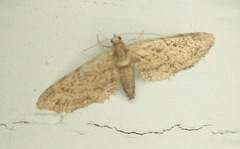 Eupithecia palpata