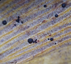 Bartheletia paradoxa