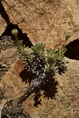 Senecio argyreus