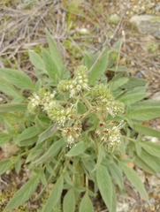 Phacelia imbricata