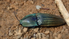 Chalcolepidius porcatus