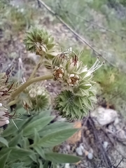 Phacelia imbricata