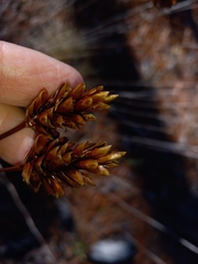 Xyris caroliniana
