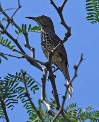 Toxostoma cinereum