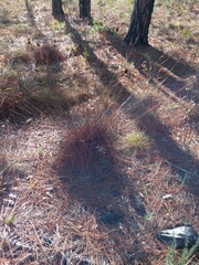 Xyris caroliniana