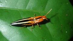 Semiotus furcatus