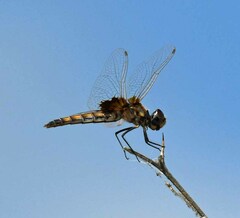 Macrodiplax balteata