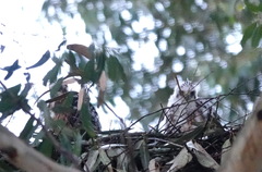 Accipiter melanoleucus