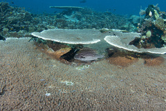Plectorhinchus lessonii