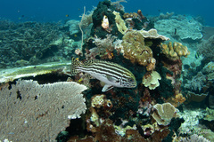 Plectorhinchus lessonii