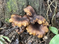 Omphalinaceae