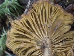 Omphalinaceae