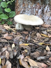 Amanita phalloides