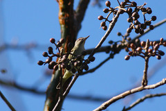 Vireo altiloquus