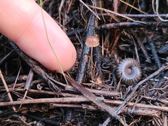 Mycena acicula
