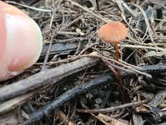 Mycena acicula