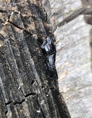 Sinodendron cylindricum