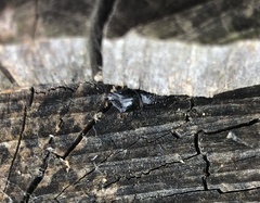 Sinodendron cylindricum