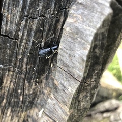 Sinodendron cylindricum