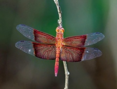 Camacinia gigantea