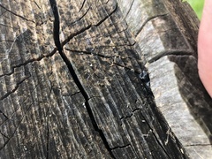 Sinodendron cylindricum