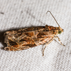 Olethreutes tilianum