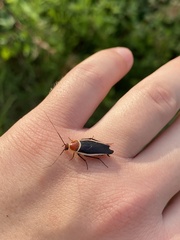 Pseudomops septentrionalis