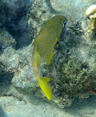 Anilocra haemuli