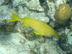 Anilocra haemuli