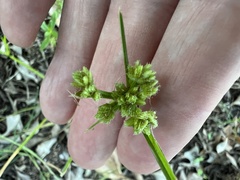 Cyperus surinamensis
