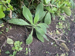 Echium