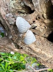Cenchritis muricatus