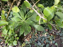 Echium