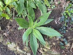 Echium