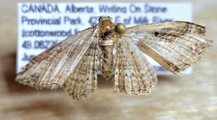 Costaconvexa centrostrigaria