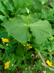 Trillium