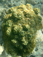 Pseudodiploria clivosa