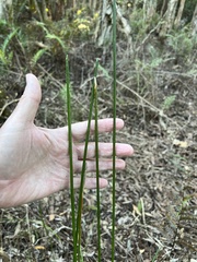 Eleocharis interstincta