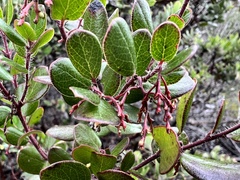 Arctostaphylos sensitiva