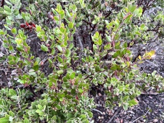 Arctostaphylos sensitiva
