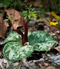Trillium decumbens
