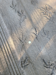 Coragyps atratus