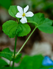 Viola canadensis