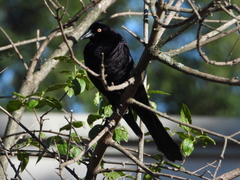 Molothrus oryzivorus