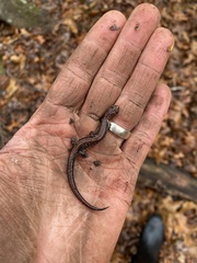 Plethodon ventralis